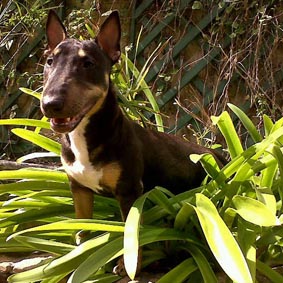 Onyx