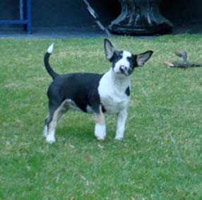 Oreo