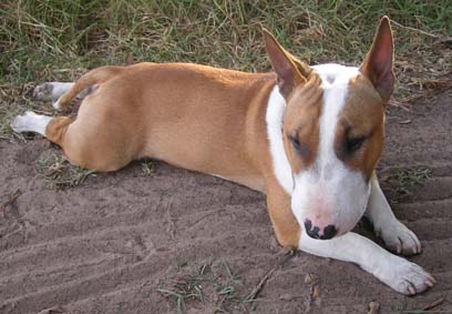 Tyson