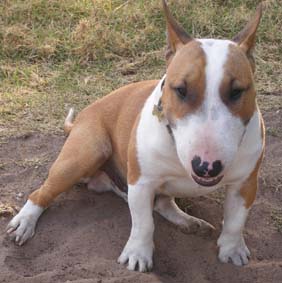 Tyson