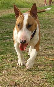 Tyson