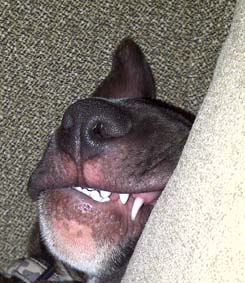 Winston